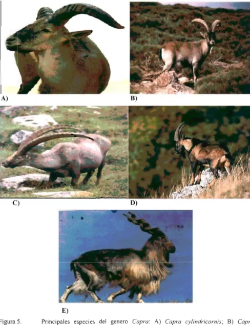 Figura 5. Principales especies del genero Capra: A) Capra cvlindricomis; B) Capra pirenaica; C) Capra ibex; D) Capra aegagrus; E) Capra falconeri