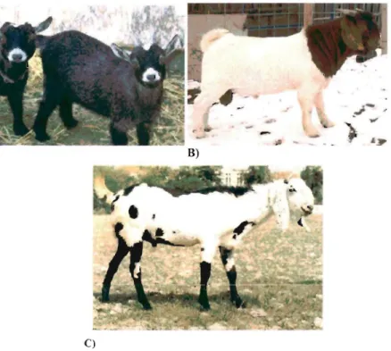 Figura 8. Clasificación de caprinos según el tamaño corporal: A) Cabras enanas, B) Cabras pequeñas; C) Cabras grandes (Archivos de clase Grajales, 2008).