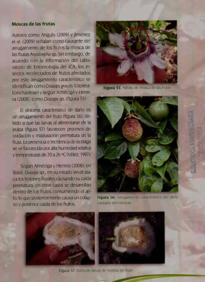 Figura  57.  Daño de larvas de  lfltJ<;ca.  fn  fruto 