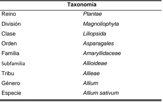 Cuadro 3.  Clasificación taxonómica del ajo. 