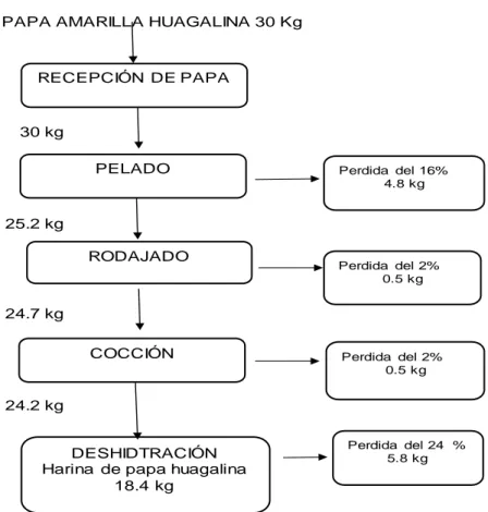 Figura 6. Diagrama de balance de masa de papa nativa huagalinaRECEPCIÓN DE PAPA