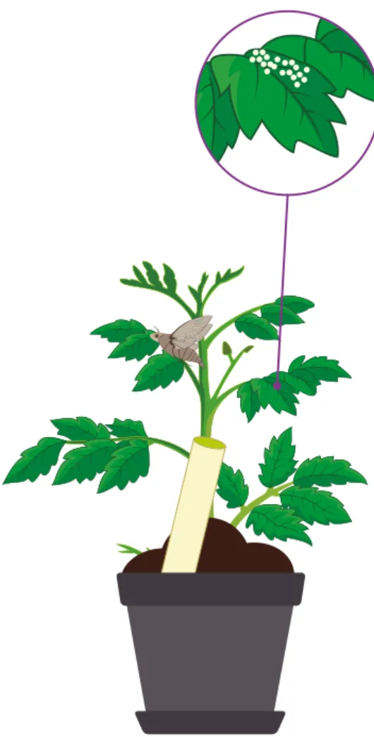 Figura 19.3. Plantas de tomate Solanum lycopersicum  inoculadas con el endófito Beauveria bassiana EABb  04/01-Tip que modificaron la composición de los  compuestos orgánicos volátiles emitidos, lo cual aumentó  directamente el comportamiento de oviposició