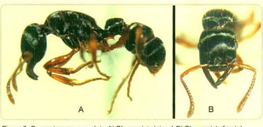 Figura 9.  Gnamptogenys annulata.  A) Obrera extrayendo adulto de fruto brocado: B) Obrera sacando ubicando el adulto para el aguijone