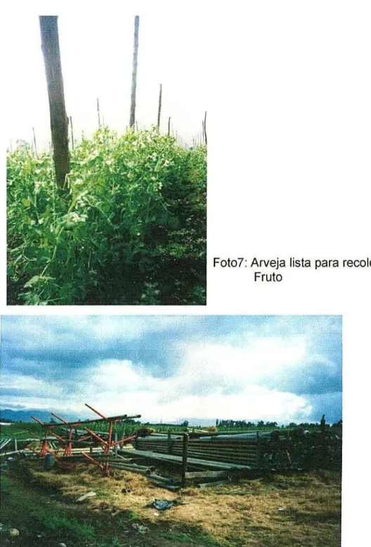 Foto 8: Tubería de riego (almacenamiento)