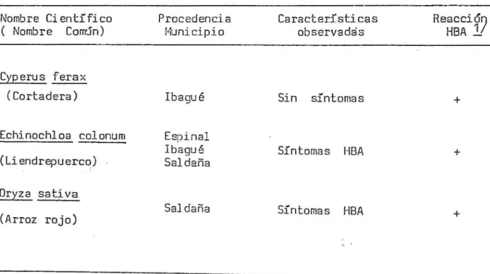 TABLA  170  HALEZAS  PROCEDENTES  DE  ESPINAL,  TERRAZA  DE  IBAGUE  y  SALDAÑA,  POSITIVAS  A  HOJA  BLANCA  DEL  ARROZ  (HBA)