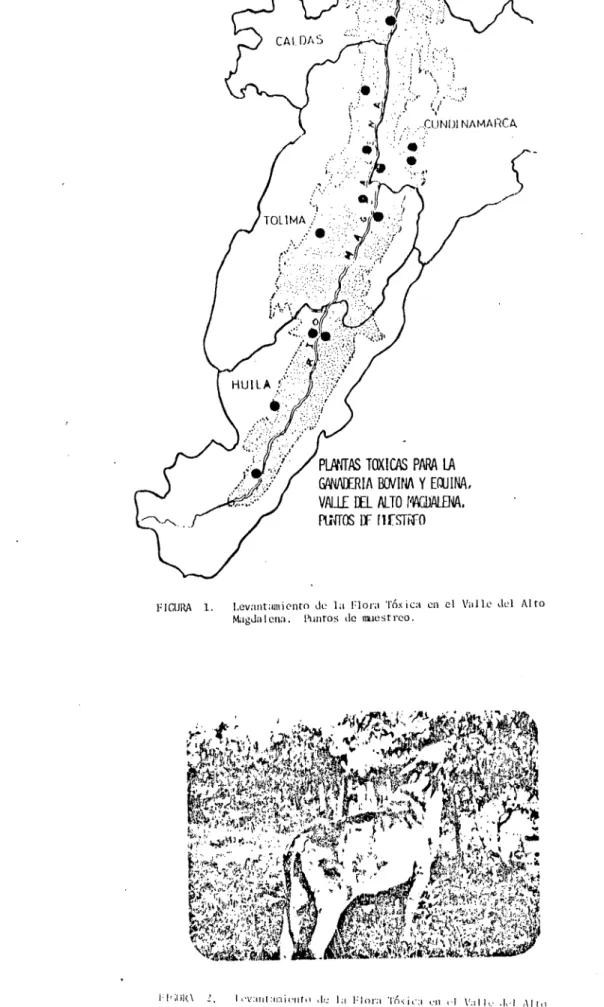 FIGURA 1. levantuiii COto de la Fl o ra  Tóxica  en el Val le del Alto magdalena. ¡hilitos de najest reo