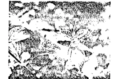 FIGURA 3. Levantanijento de la Flora Tóxica en ci Valle del Alto Magdalena. Un algunos nunicipios del Valle dl Alto Magdalena son particularmente abundantes diferentes géneros de Lantana, causantes de  foto-sensibilización.