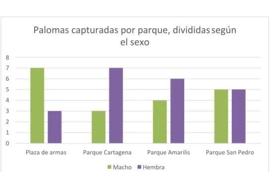 Gráfico 1: Proporción de palomas machos y hembras capturadas en los cuatro parques. 