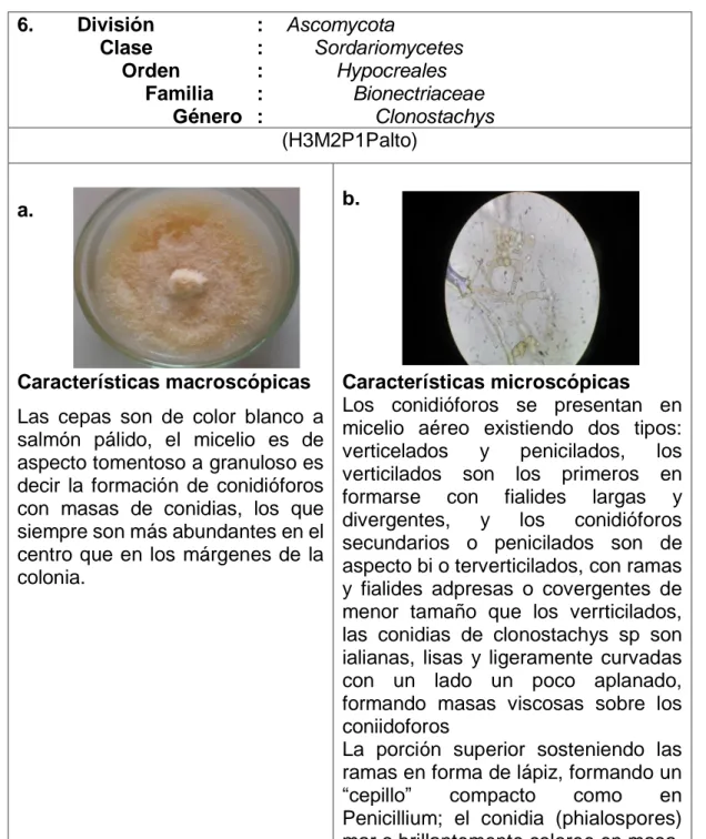 Figura  N°11.  Clonostachys  a.  Clonostachys  en  medio  de  PDA    7  días  b. 