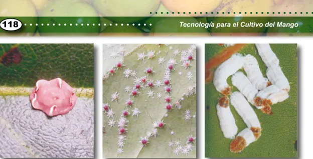 Figura 6. Izquierda: Escama de cera rubí, Ceroplastes rubens Maskell. Este es el primer registro  de esta especie en el mango en Colombia