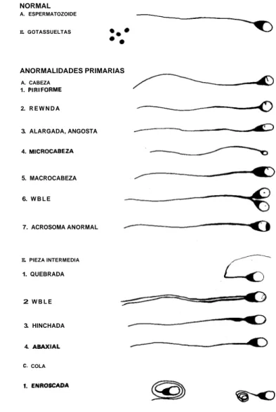 FIGURA 10.  Anormalidades morfolbgicas primarias. 