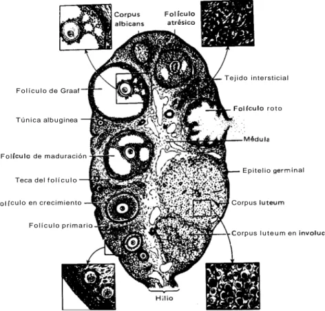 FIGURA  3.  Esquema  del  ciclo  del  ovario. 