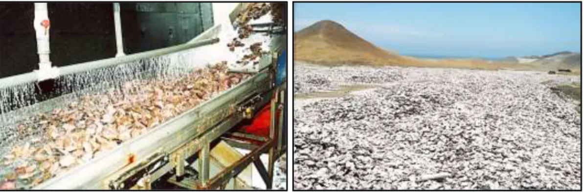 Figura 1.4 Residuos de la industria de conchas de abanico de la empresa Acuapesca 