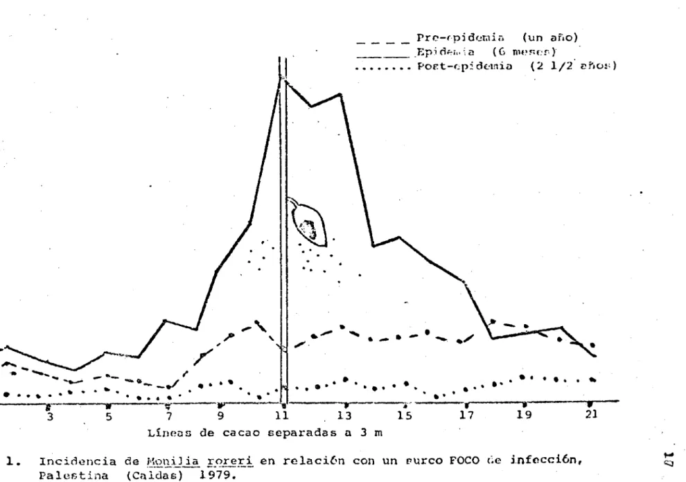 FIGURA 1. Incidencia de  MoniJia  roreri en re1aci(ri con un i'urco FOCO ce  i.focci6n,	 Qj Palestina (Caldas) 1979.