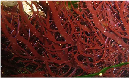 Figura 1.1. Alga roja Chondracanthus chamissoi. 
