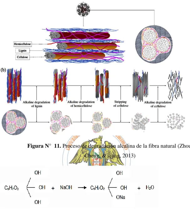 Figura N°  11. Proceso de degradación alcalina de la fibra natural (Zhou, 