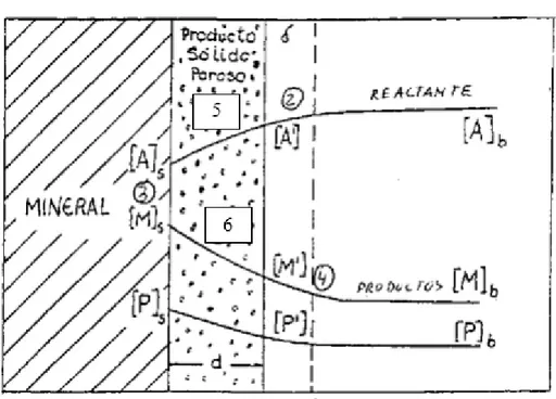 Fig  4.  Esquema  de  una  reacción  heterogenea  de  lixiviación  de 