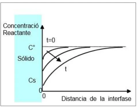 Figura 2: Perfil de concentración de un reactante (que se consume) cerca de la 