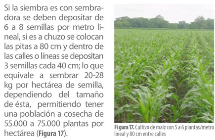 Figura 18.  Cultivo de maíz intercalado con sorgo dulce