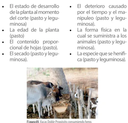 Figura 69.  Vacas Doble Propósito consumiendo heno.