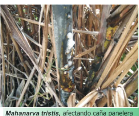TABLA No. 2 Condiciones de Suelo Para Cultivo de Caña