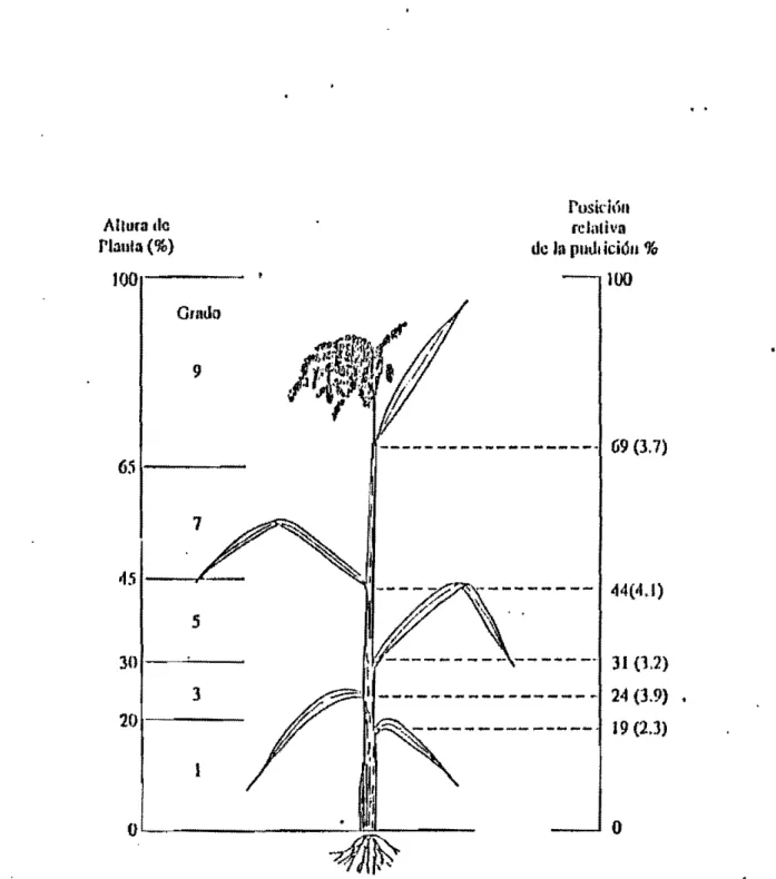FIGURA  3:  Escula de evaluacl6n para Anublo tic  111  vaina.HUm,  1986 . 