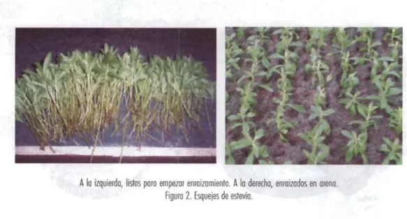 Figura 2. Esquejes  de  eslevia. 