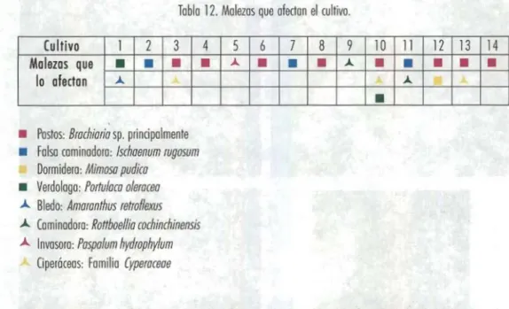 Tabla  12.  Malezas  que  afedon  el  ruhMl. 