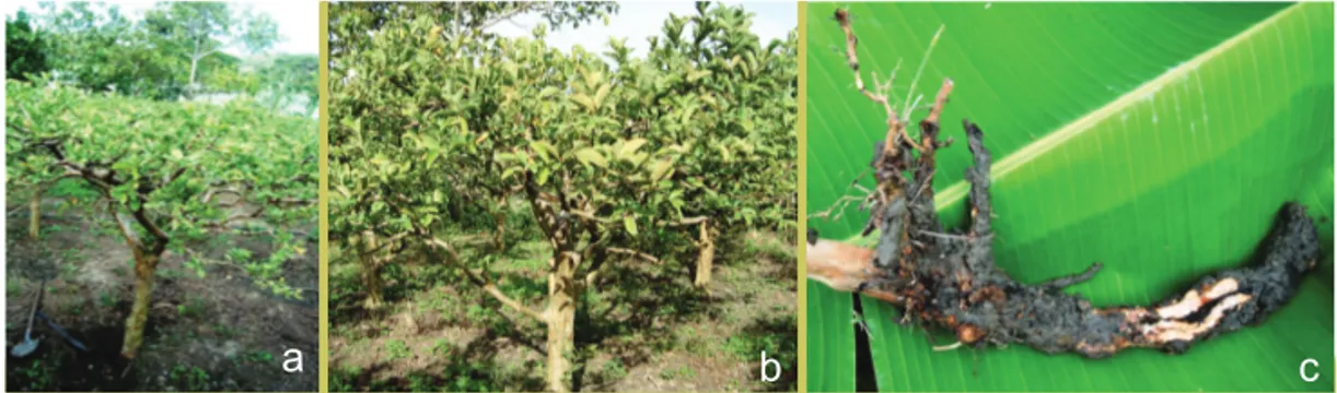 Figura 5. Árboles de guayabo afectados por Meloidogyne spp. en el norte del Valle del Cauca