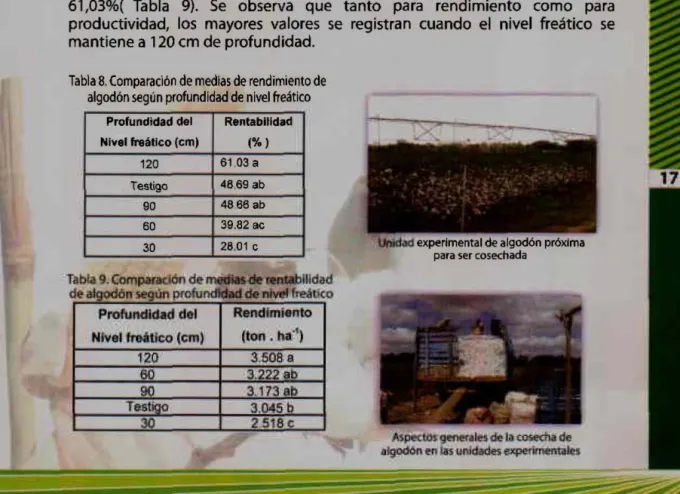 Tabla 8. Comparación de medias de rendimiento de  algodón según profundidad  de  nivel freático 