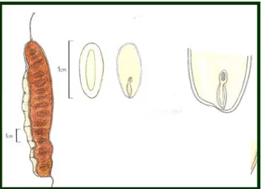 Figura 5.  Detalle del fruto y la semilla de cedro amarillo (Albizia guachapele) 
