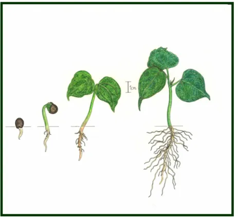 Figura 10.  Proceso germinativo de semillas de Pseudobombax septenatum 