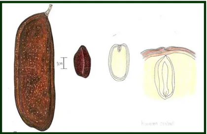 Figura 1.  Detalle del fruto y la semilla de algarrobo (Hymenaea courbaril) 