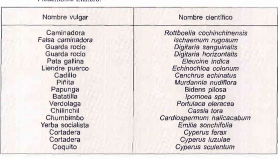Tabla 1.  Malezas  comunes  en los sistemas  de rotacíón maíz-soya  y  arroz-soya,  en el Piedemonte  Llanero.