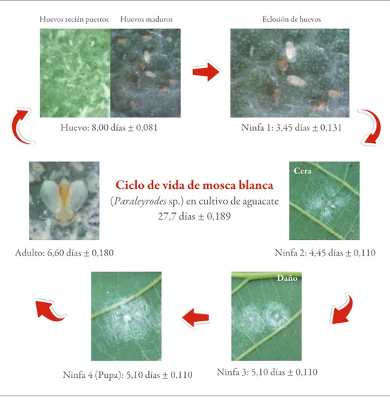 Figura 5.  Descripción de los estados biológicos de la mosca blanca Paraleyrodes sp. 