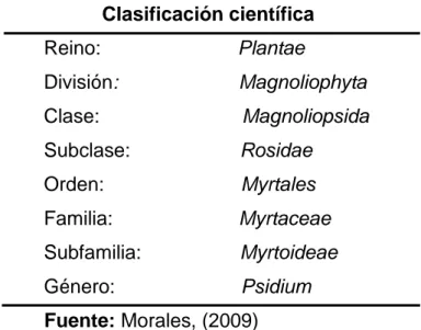 Cuadro 3. Clasificación Científica de la guayaba (Psidium guajava  spp)  Clasificación científica  Reino:                         Plantae  División:                      Magnoliophyta  Clase:                          Magnoliopsida  Subclase:               