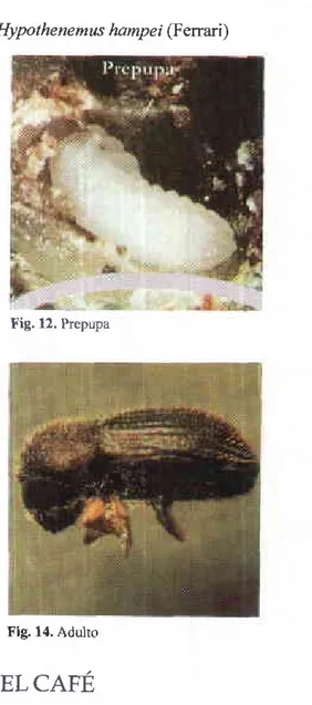 Fig. 13. Pupa Ftg. 14. Adulto