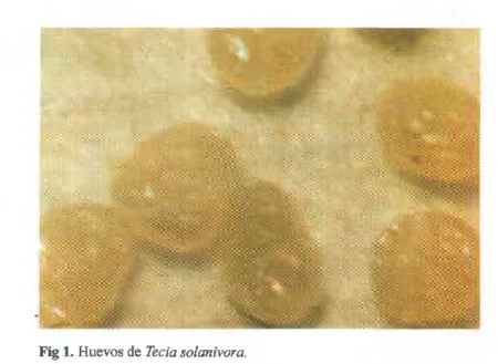 Fig 1. Huevos de lecia solanívora.