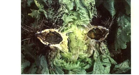 Figura 4. Xanthomonas sp. en lechuga.