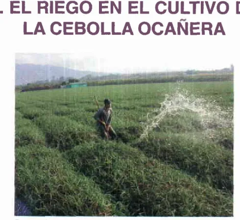 Figura  27. Biego con ramillón