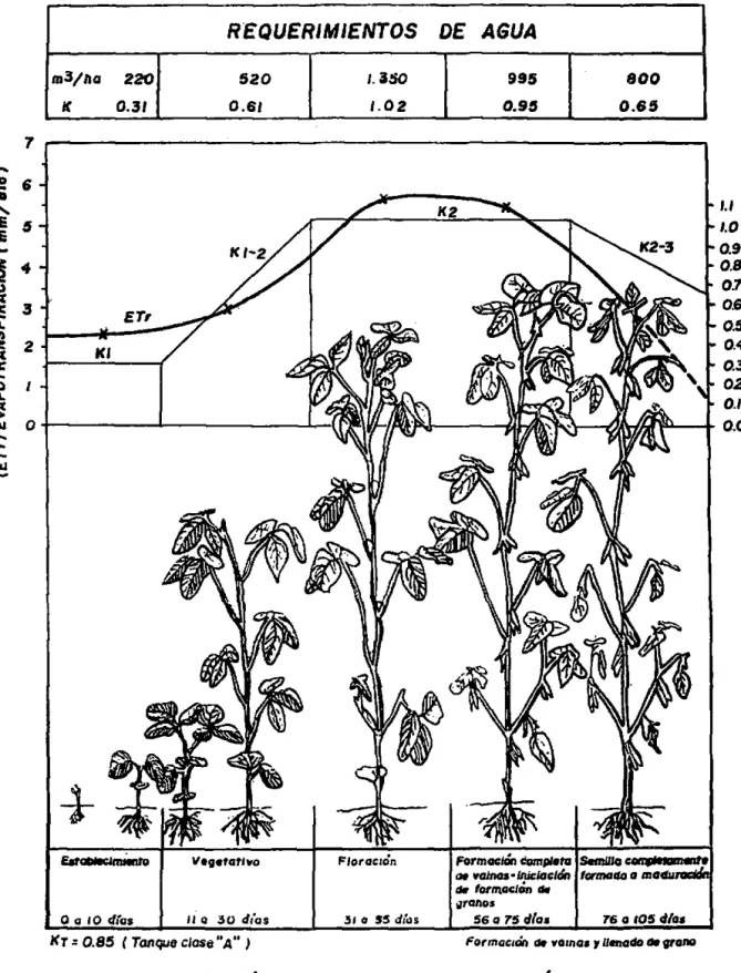 FIGURA  1..  variación  de  la  evaporranspiración para  soya. 