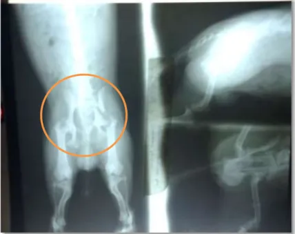 Figura Nº 6: Imagen de radiografía de fractura cabeza de fémur del  miembro posterior derecho