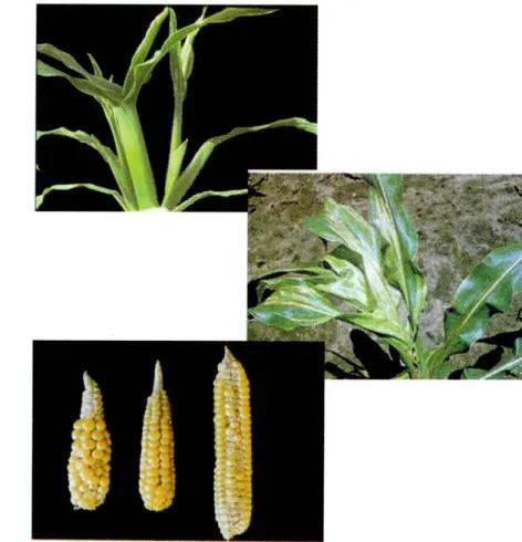 Figura 10. Sintomas de deficiencia de boro en plantas de maiz. 