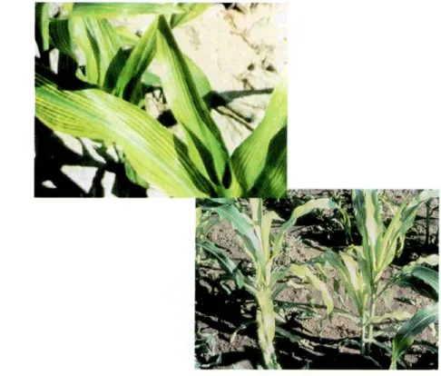 Figura 12. SIntomas de deficiencia  de hierro en plantas de maiz. 