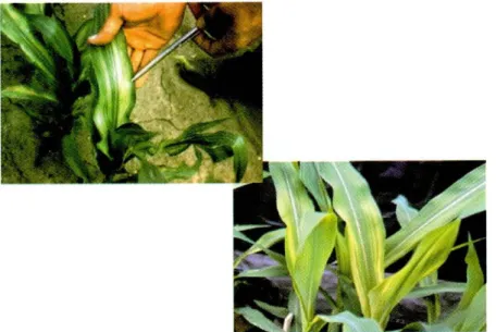 Figura 14. SIntomas de deficiencia de zinc en plantas de maiz. 