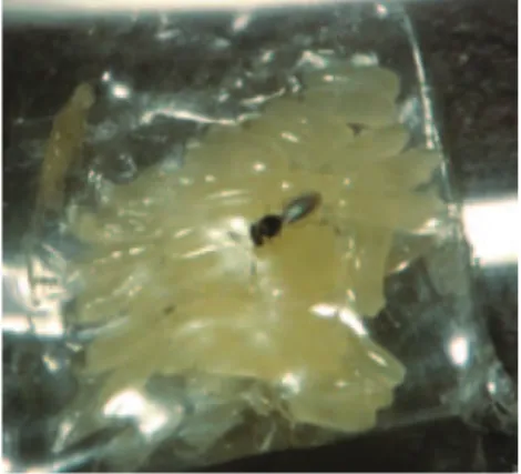 Figura 9. Parasitoide de picudo.