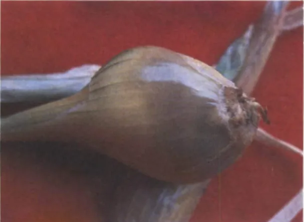 Fig 10. Fusarium sp. en cebolla de bulbo.