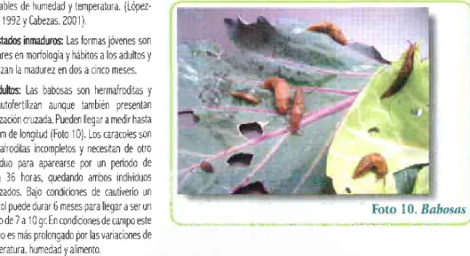 Foto 10. Babos¿s