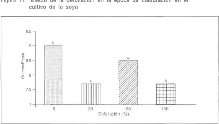 Figura 11.  Efecto cultivo