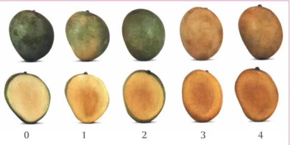 Figura 11. Tabla de color para el mango de Azúcar.